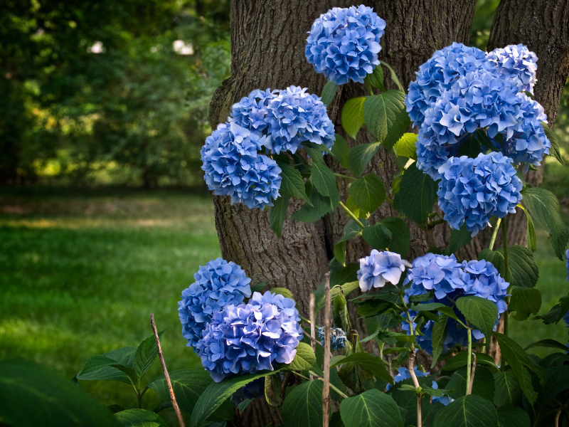 hydrangea, гортензия, синий, дерево, природа, ствол, цветы