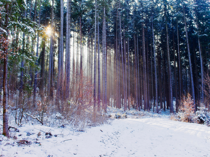 лес, осень, природа, свет, снег, зима
