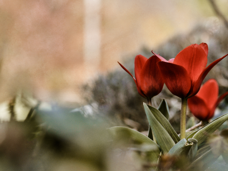 бутоны, лето, цветы, лепестки, тюльпаны, макро, flowers, трава, кусты