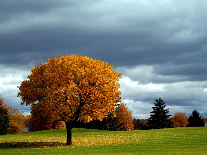 дерево, газон, осень, небо