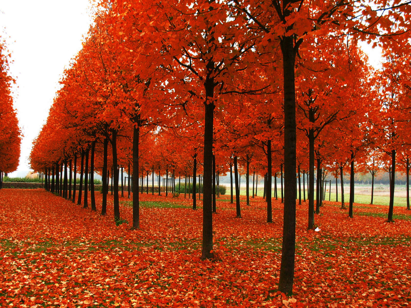 осень, природа, листья, пейзаж, трава, деревья, парк