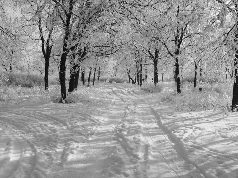утро, деревья в снегу, зима, снег, черно-белое фото