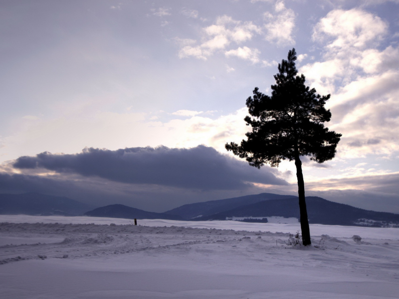 дерево, снег, зима