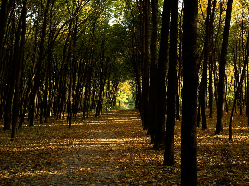 опавшие листья, осень, тропинка, солнечный свет, лесок, аллея, парк, тенёк, деревья