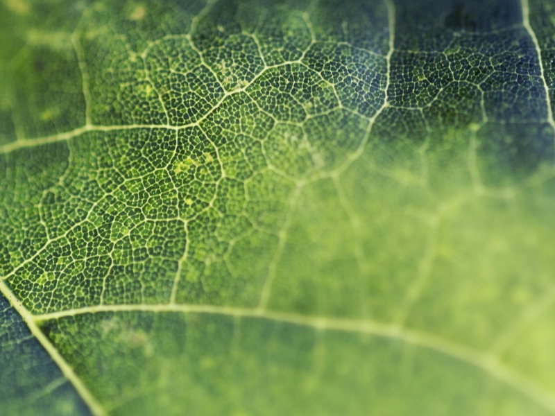 leaf, макро, лист, клетки, green