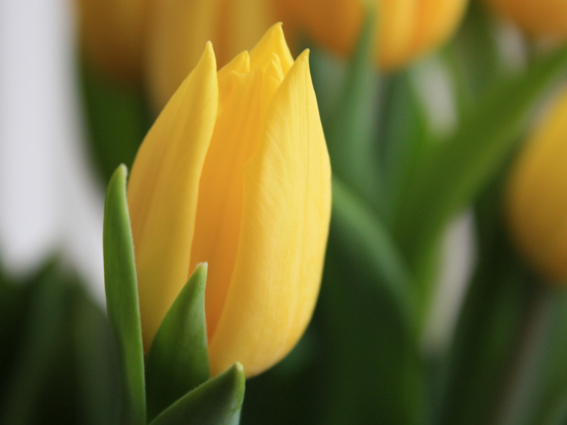 макро, тюльпан, желтый, цветы, весна, фокус, цветок