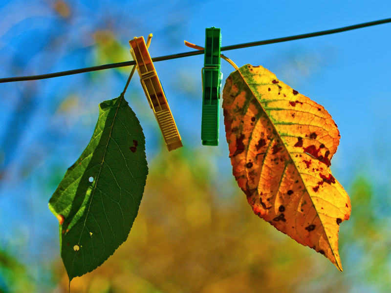 два, autumn fades, лстики