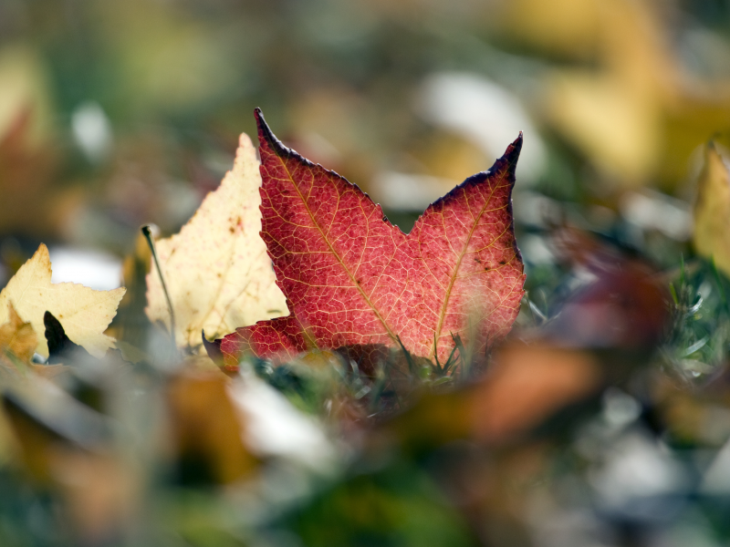 automne, листва, шуршит, осень