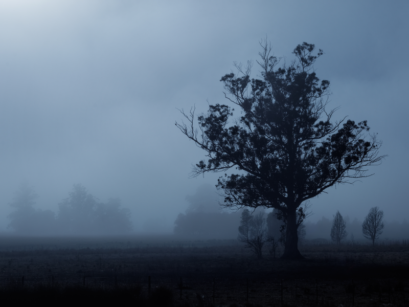 туман, силуэт, дерево