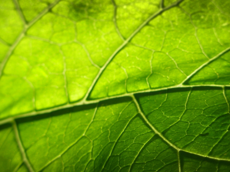 листок, листья, зелёное макро, leaf, листки, листики, листочки, leaves, фото лист, листва, зелень