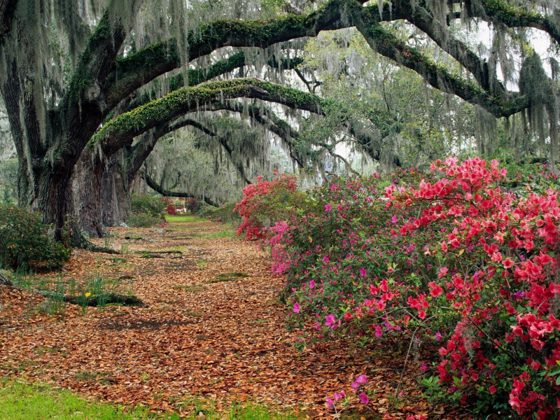 магнолии, magnolia, south carolina, листья, charleston