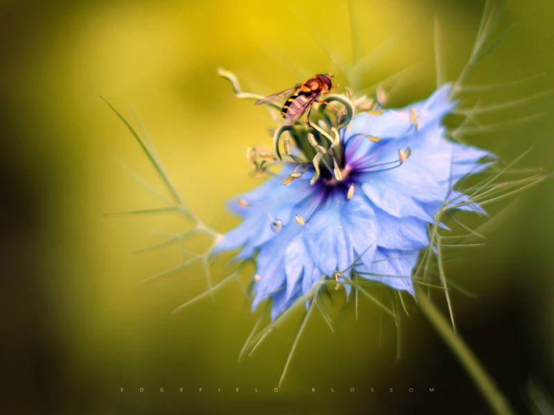 edgefieldblossom, цветок, пчела