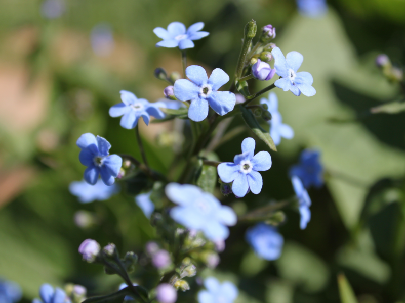 голубой цветок, синий фон, макро, весна, цветы