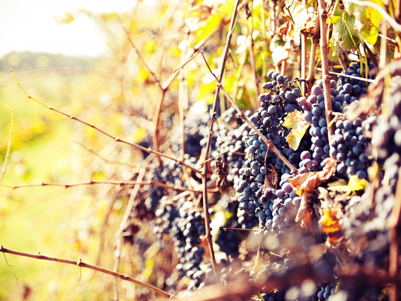 солнце, теплый день, grapes, лоза, виноград, осень