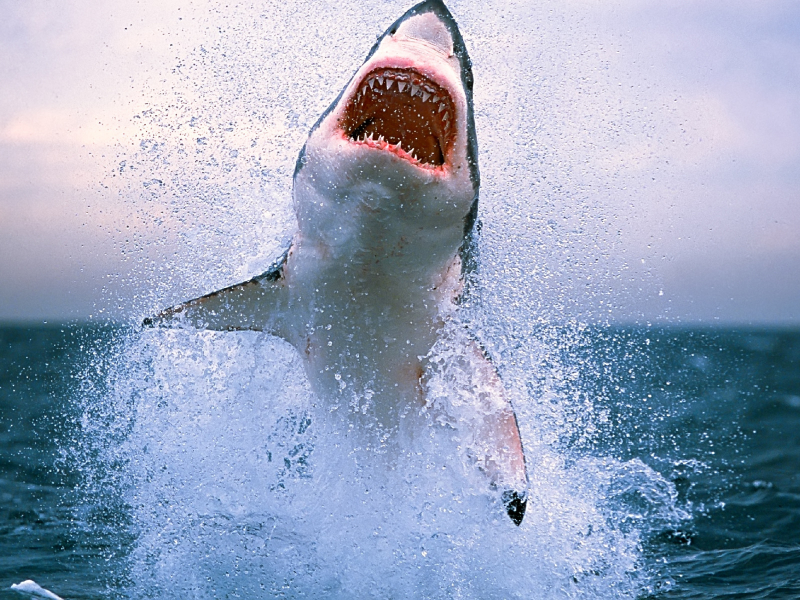 акула, зубы