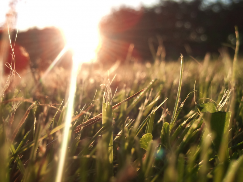 солнечные лучи, природа, трава, макро