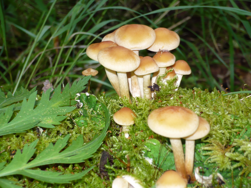 грибы, семейка, дружно, листья