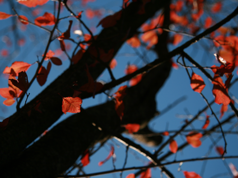 природа, дерево, обои, осень, небо, wallpapers, фон, день, листья, ветви