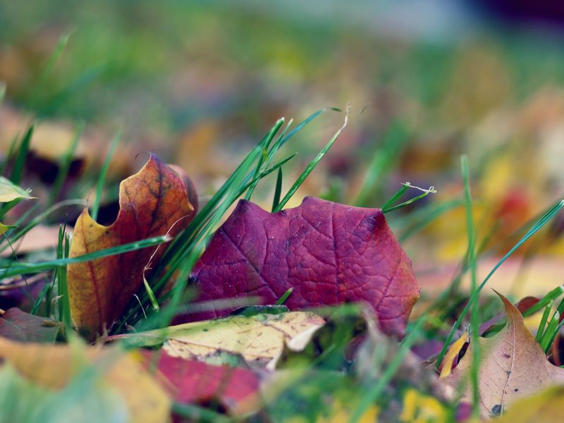 осень, трава, листья