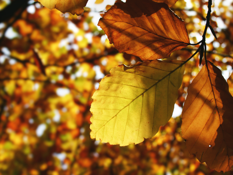 осень, листья, листва, листки, жёлтый, листопад, жёлтые, листок