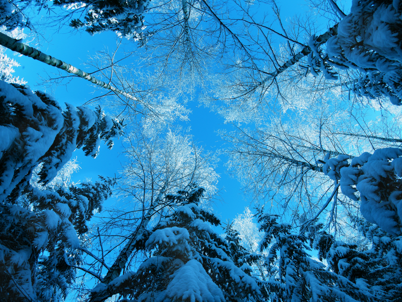 лес, небо, снег, деревья, зима