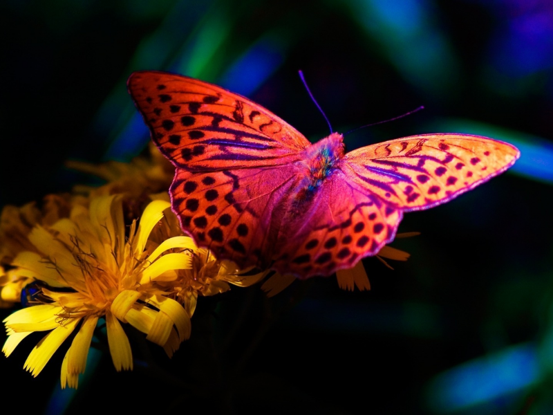 бабочка, butterfly, цветок, flower