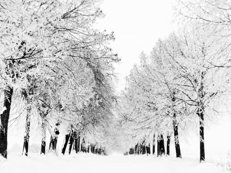 зима, снег, белое, деревья, иней