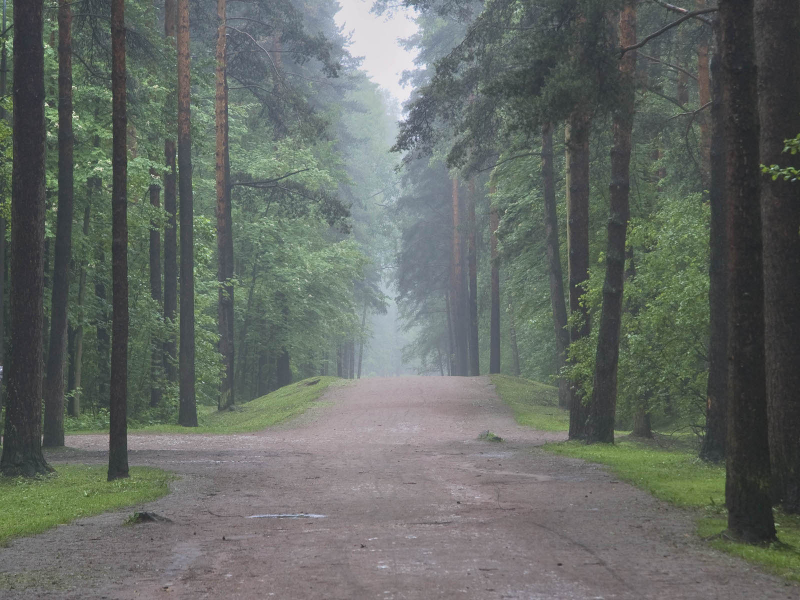 павловск, природа, дороги, аллеи, дорога, места, леса, деревья, дерево, аллея