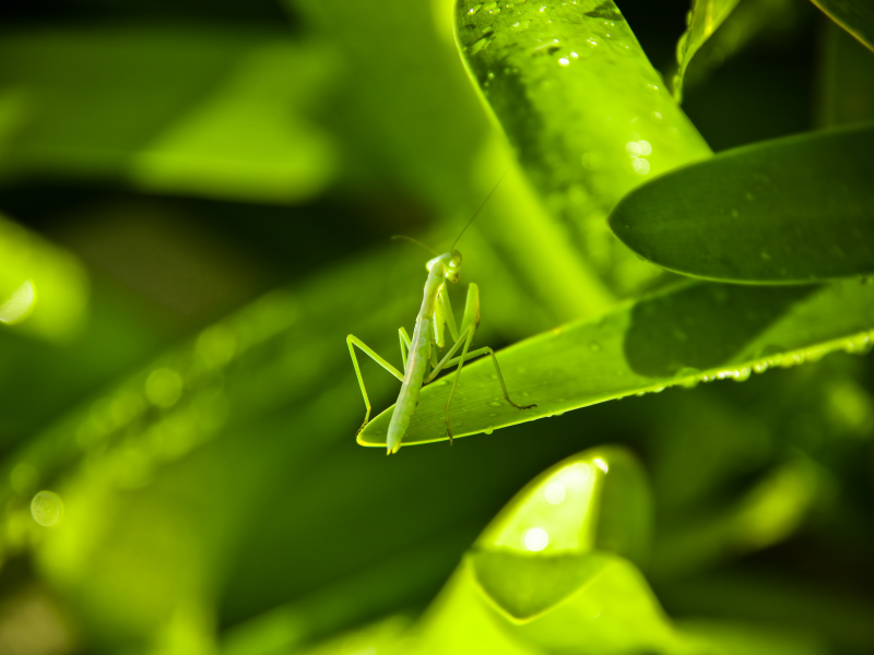зеленый, богомол, насекомое, листья