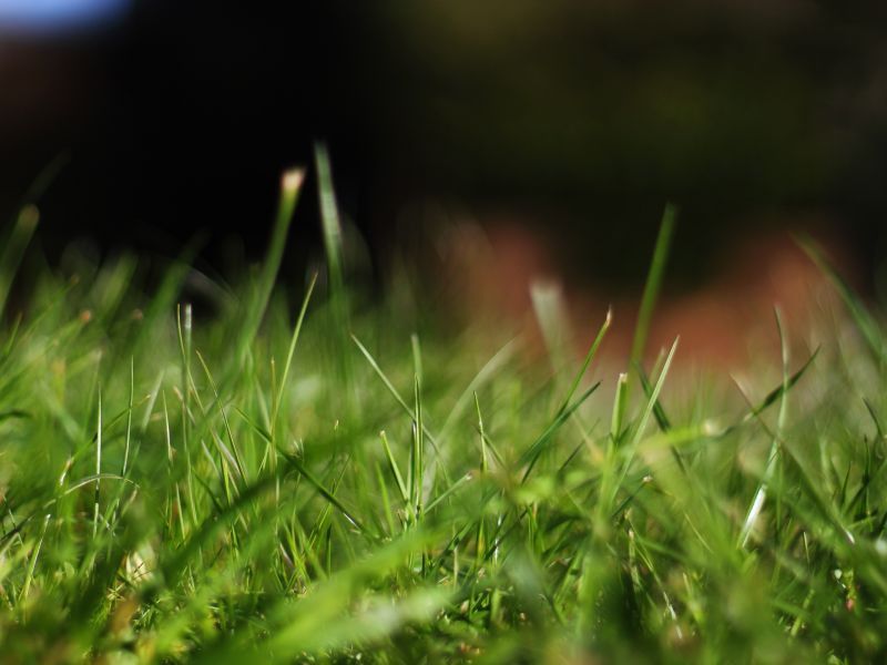 природа, 2560x1600, grass, боке, макро, focus, nature, macro, bokeh, трава, фокус