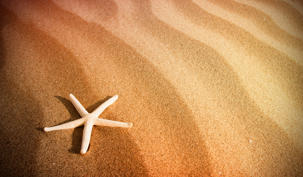 пляж, песок, морская звезда, море