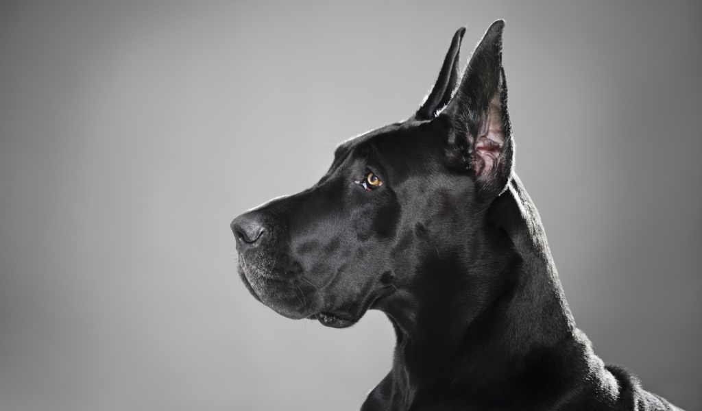 собака, черный, профиль, немецкий дог, порода