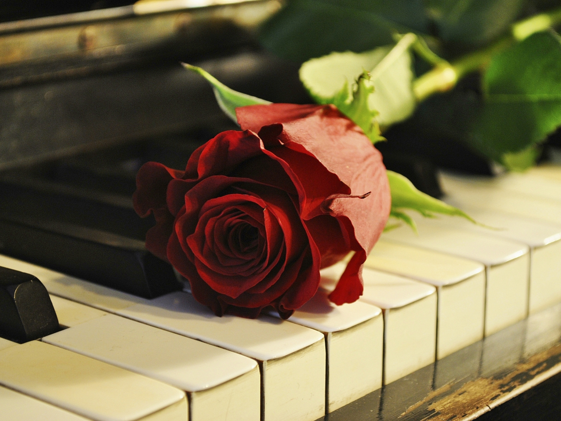 роза, цветок, пианино, рояль, клавиши