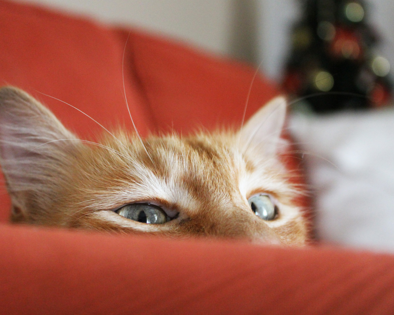 выглядывает, кошка, ёлка, рыжий, диван, кот, фокус