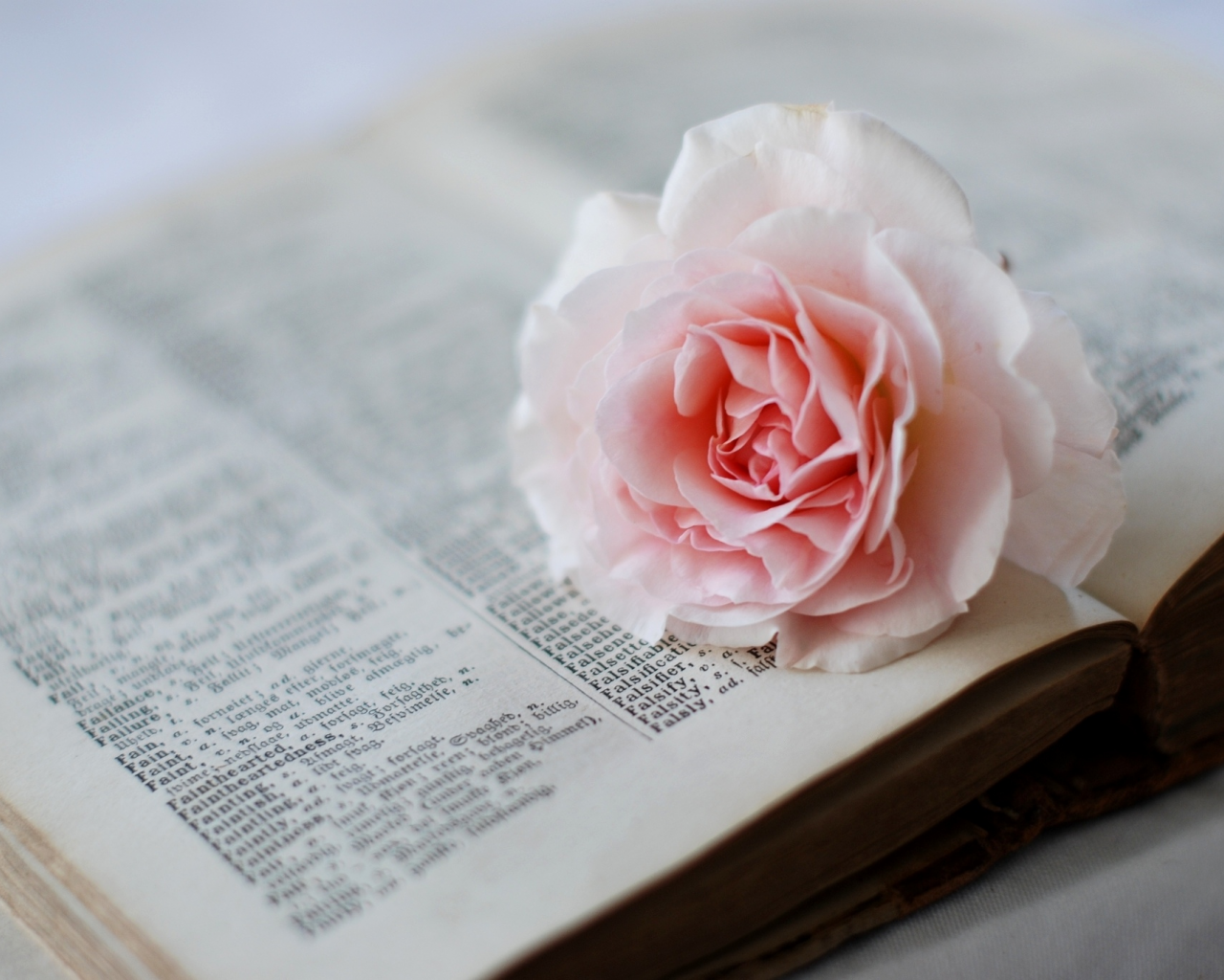 словарь, розовая, цветок, страницы, роза, книга