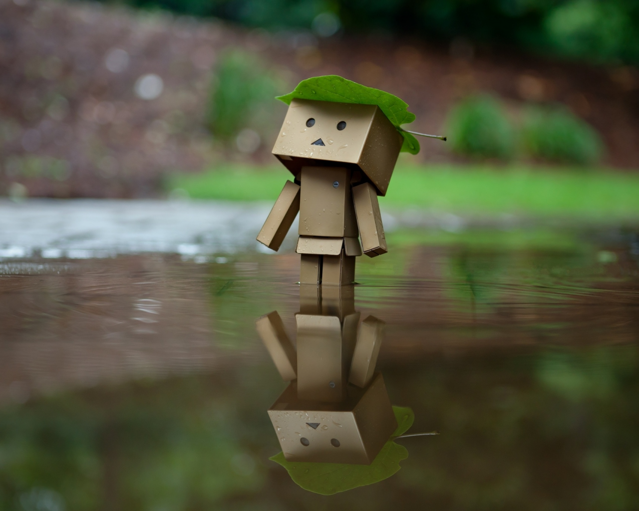 danbo, отражение, лист, amazon, дождь, коробка, вода, коробок