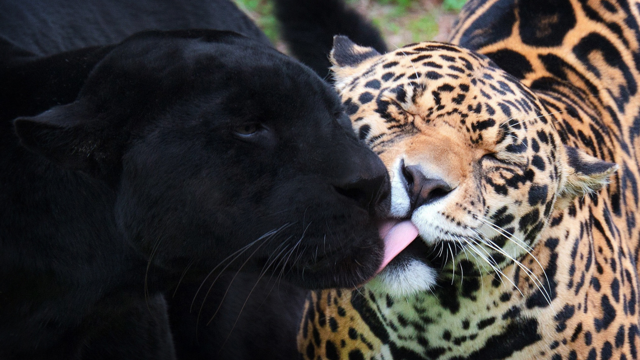черный ягуар, пантера, ягуары, дикие кошки