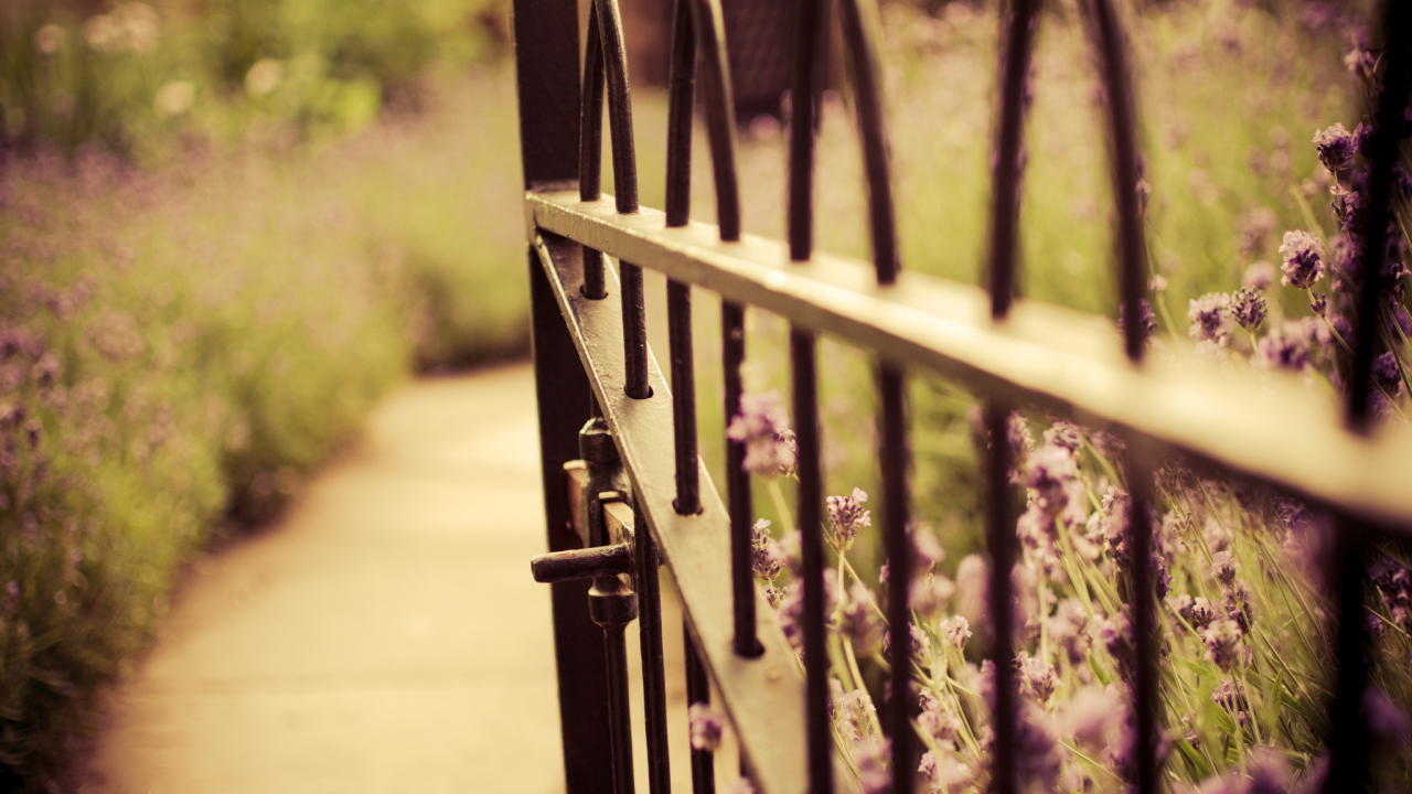 лаванда, ворота, калитка, цветы, забор, природа