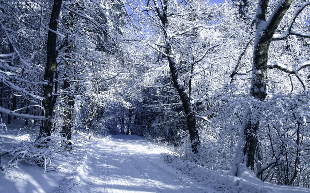 снег, автор, дорога, пейзаж, janek sedlar, холод, деревья, зима
