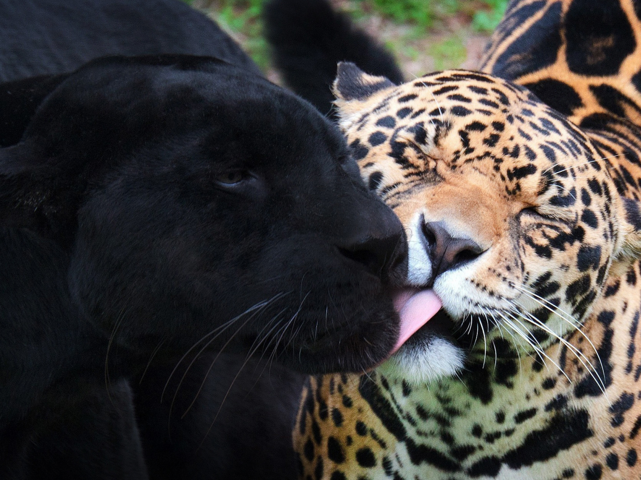 черный ягуар, пантера, ягуары, дикие кошки