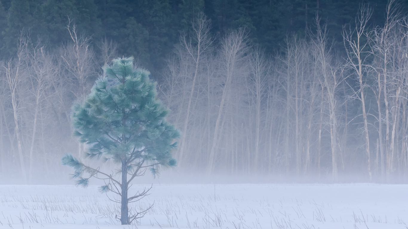 forest, yosemite national park, winter, йосемити, california, trees, meadow, snow, fog, usa