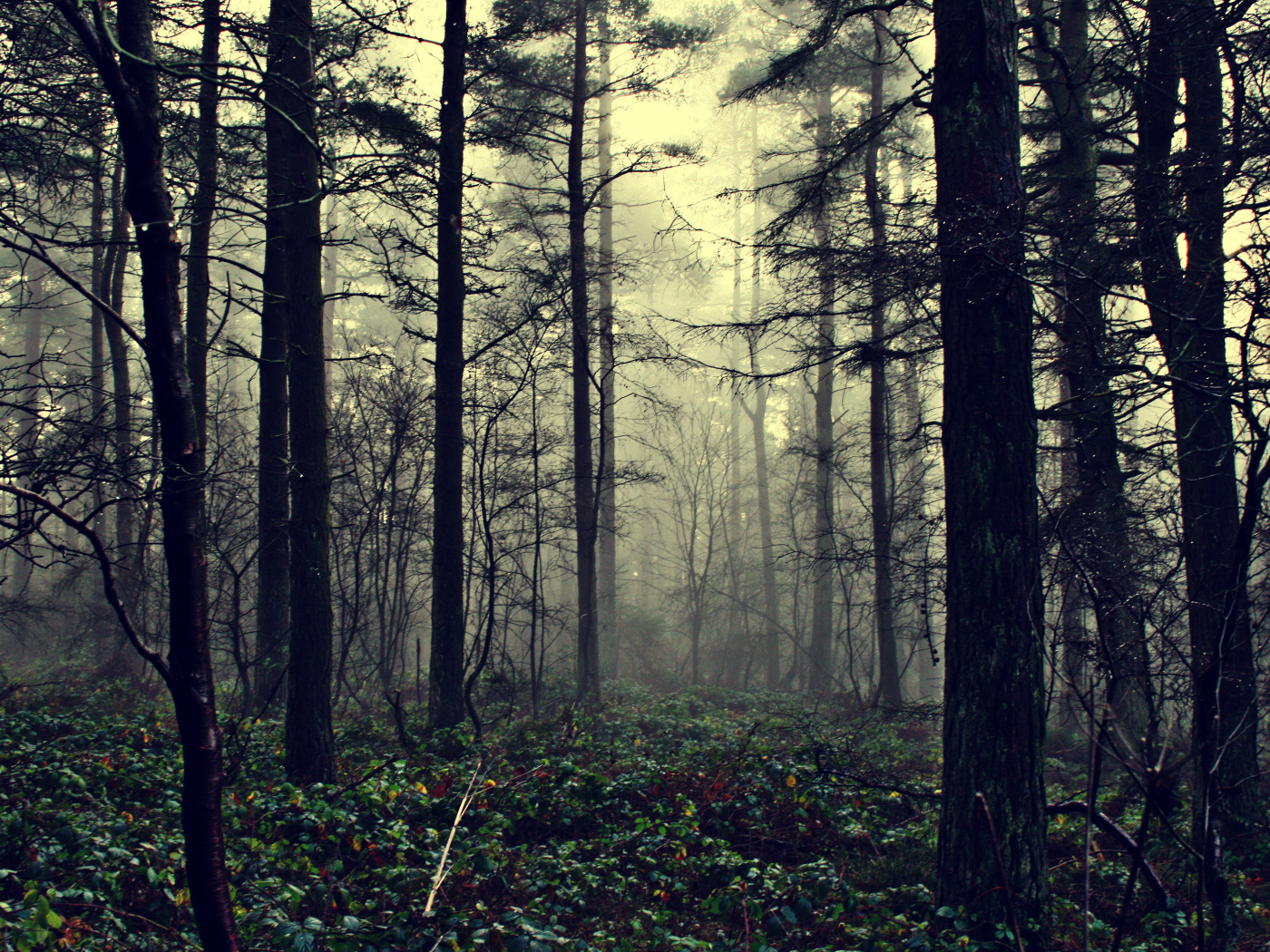the fog of illusion, природа, туман, лес