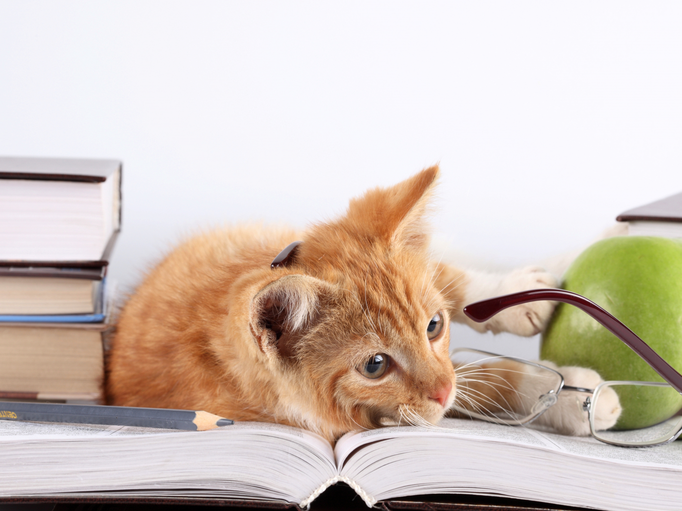 кошка, лежит, яблоко, книги, очки, рыжий, кот, карандаш