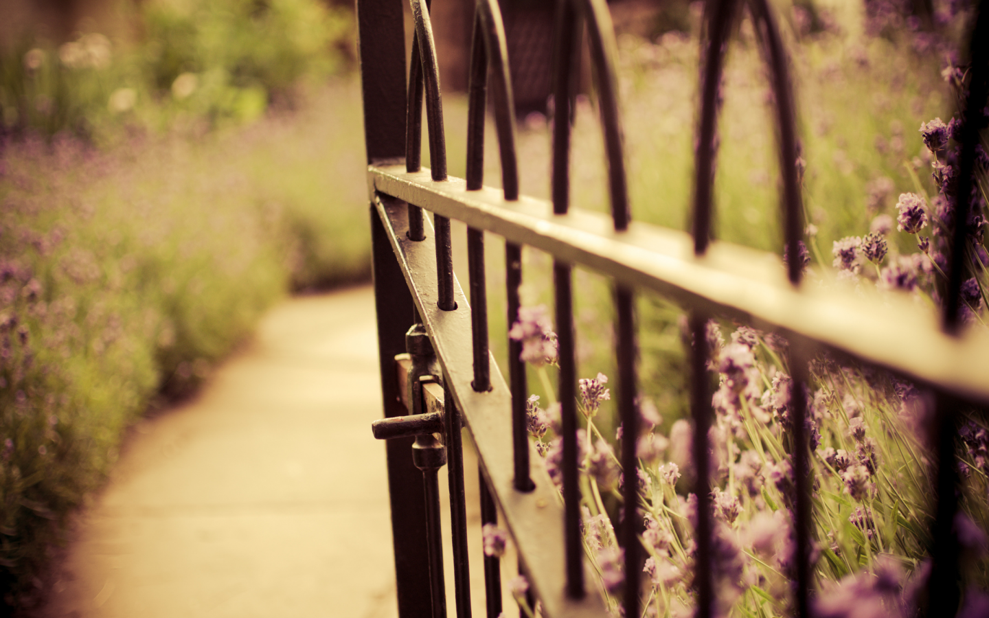 лаванда, ворота, калитка, цветы, забор, природа