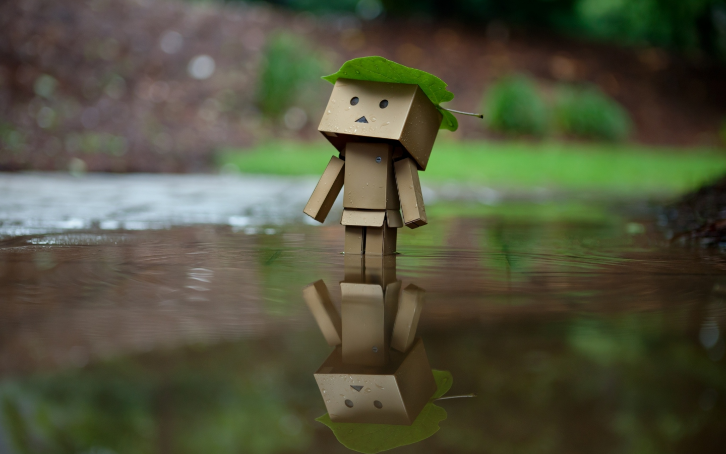 danbo, отражение, лист, amazon, дождь, коробка, вода, коробок