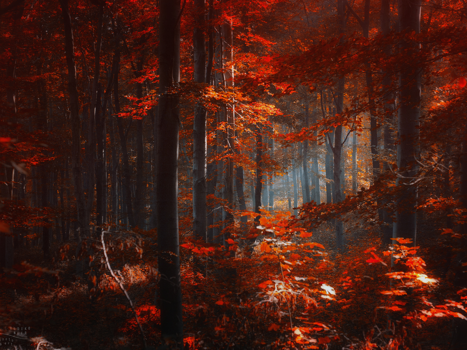 красные, лес, листья, деревья, ildiko neer, осень