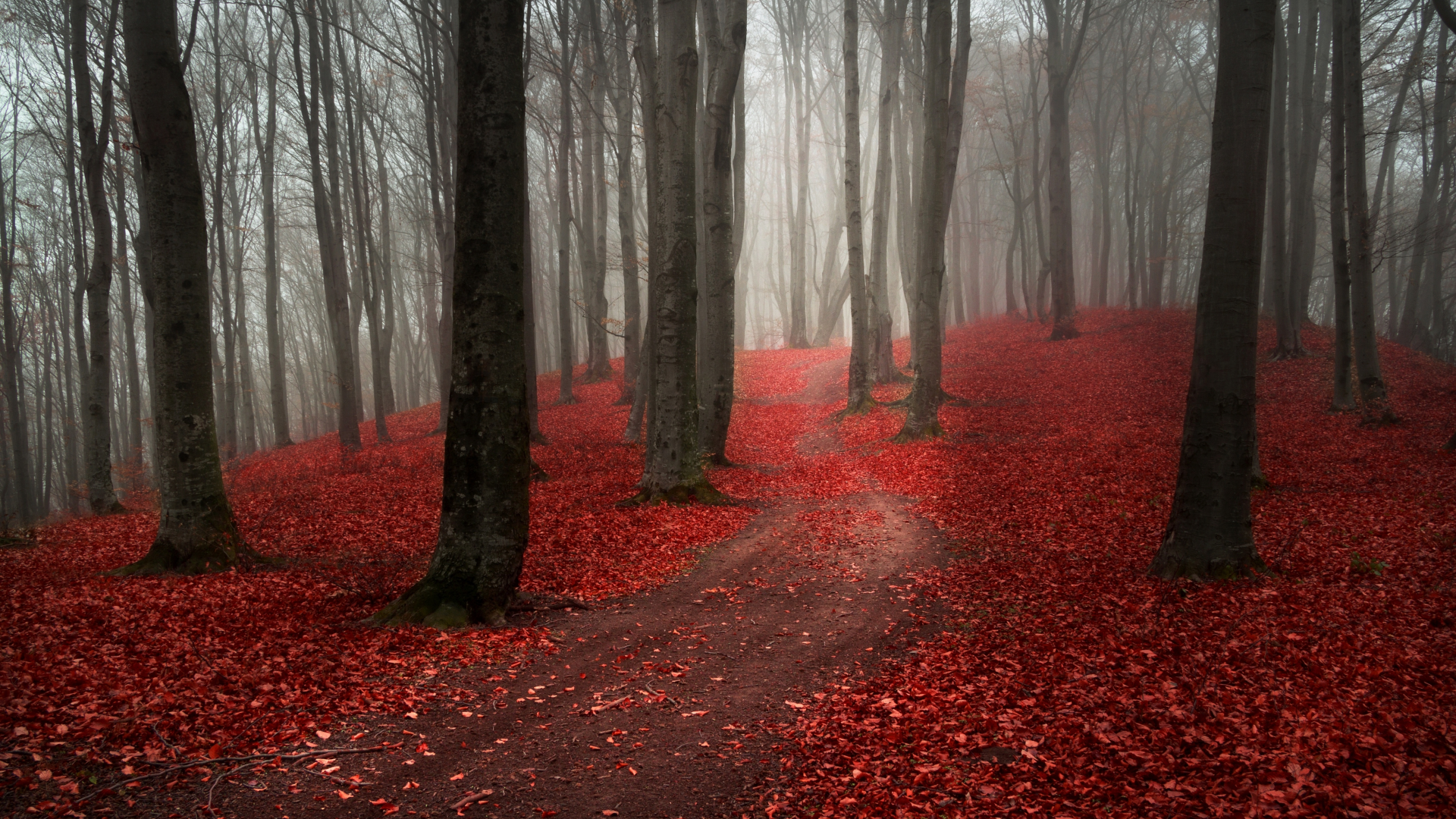 пасмурно, осень, лес, дорога, природа, туман, тропинка
