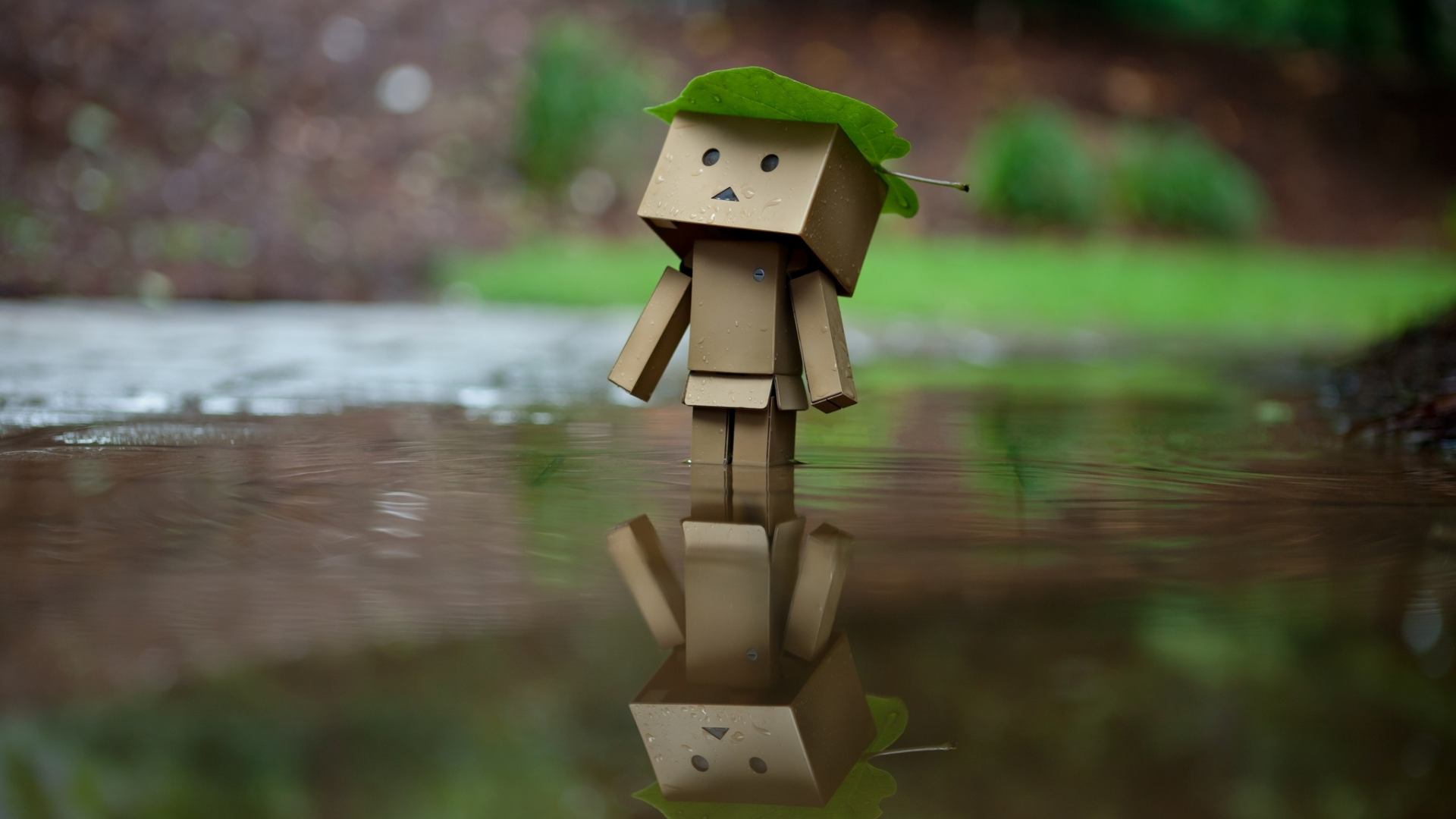 danbo, отражение, лист, amazon, дождь, коробка, вода, коробок