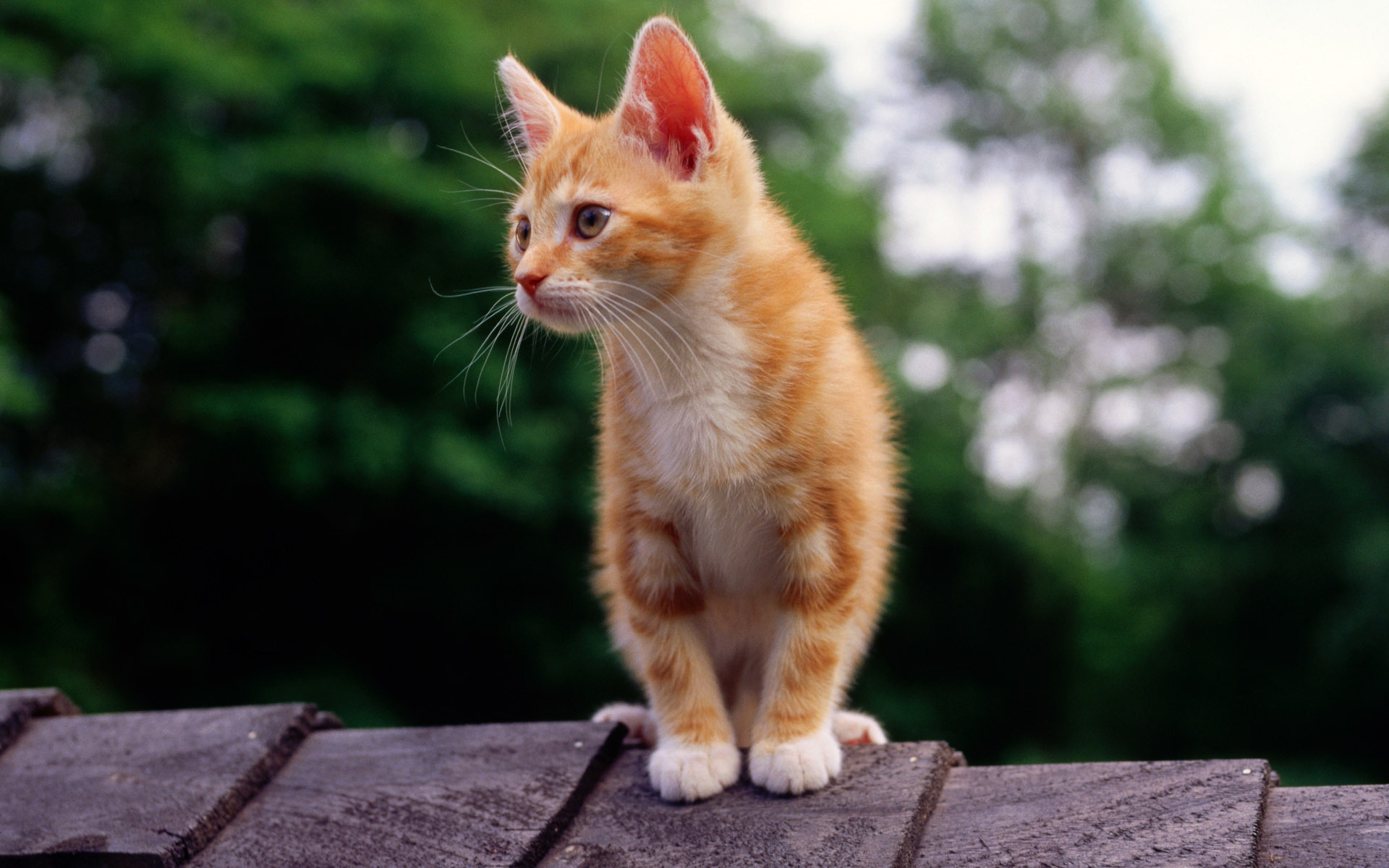 рыжий, котенок, кот, крыша, смотрит, кошка