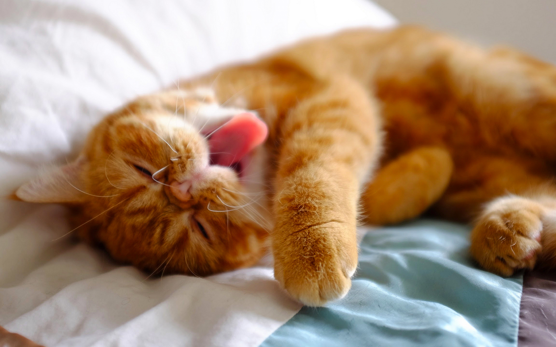 ленивый, язык, кровать, рыжий, усы, лежит, кошка, кот